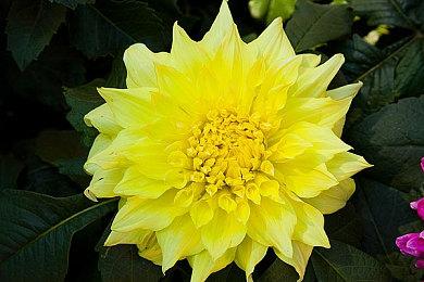 “老滚5合作”开发者分享《霍格沃茨之遗》联机Mod演示